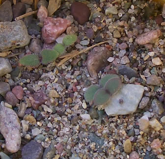 Phacelia hastata